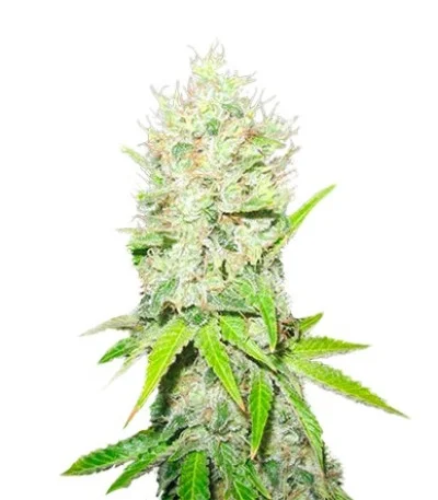 Jack La Mota fem