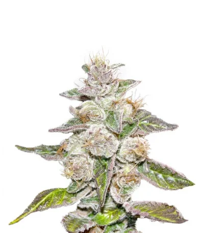 Mendocino Purple Kush fem