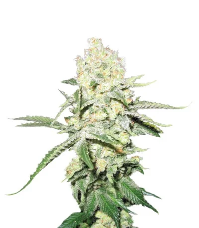 No Name fem