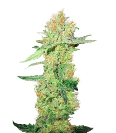 Y Griega CBD fem
