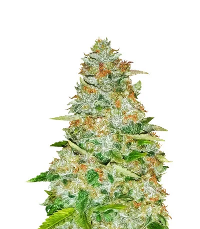 Monster Gorilla Glue fem
