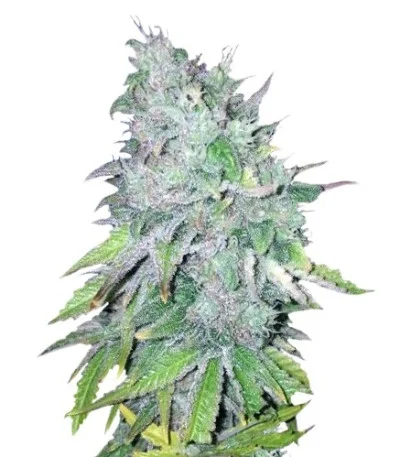 AK-48 regular