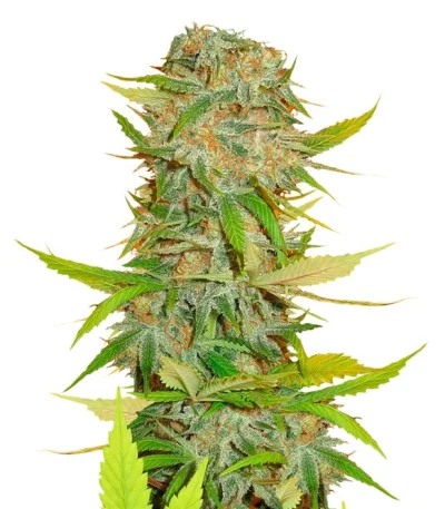 Aurora Indica regular
