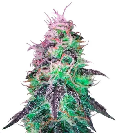 BlackJack fem