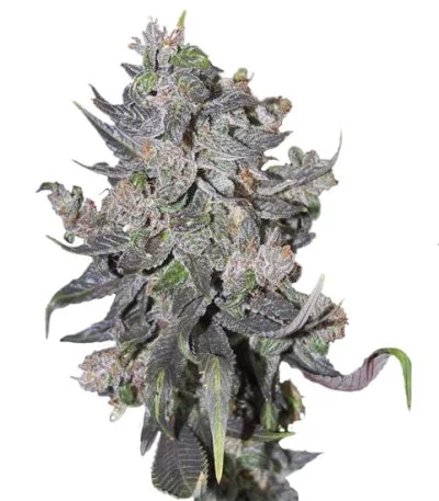 Blue Mystic Autoflower fem