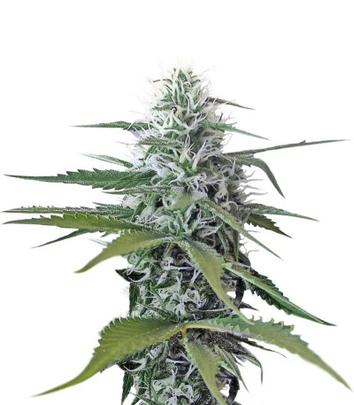 Blue Mystic regular
