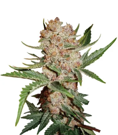 Bubblelicious Autoflower fem