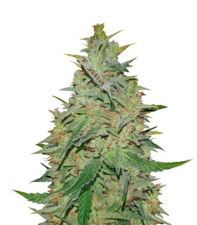 Gelato fem