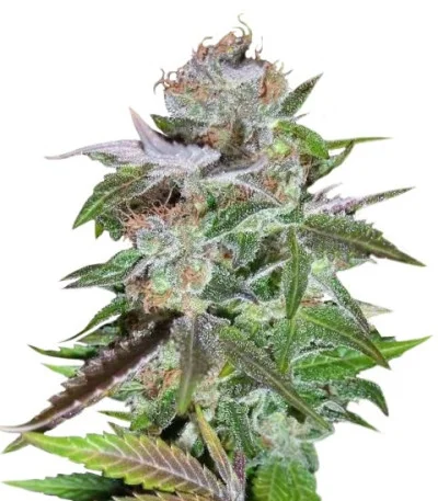 Ice regular