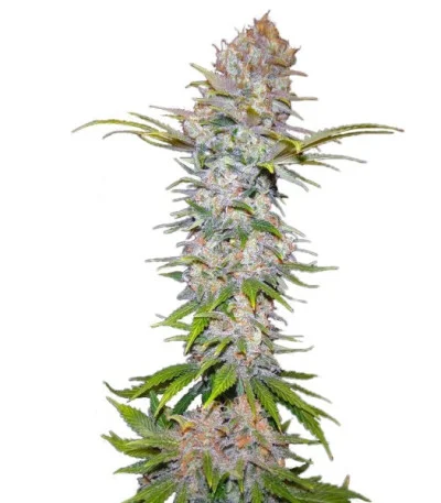 Jock Horror Autoflower fem