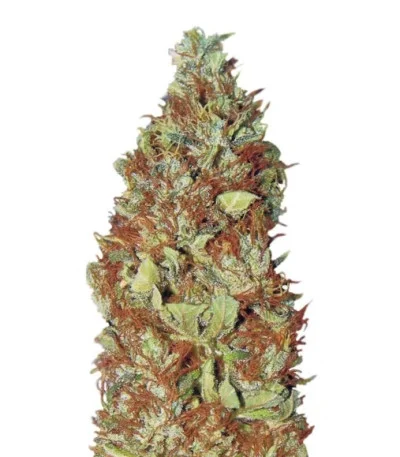 Master Kush regular