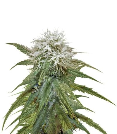 Misty Kush fem