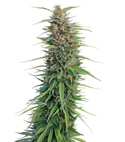 New York Power Diesel fem