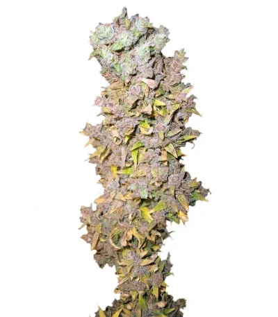 Northern Lights fem