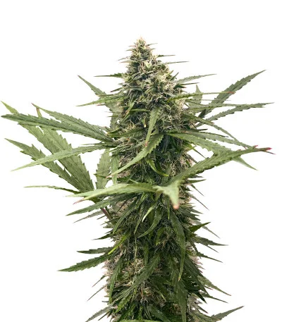 Original Glue Auto fem