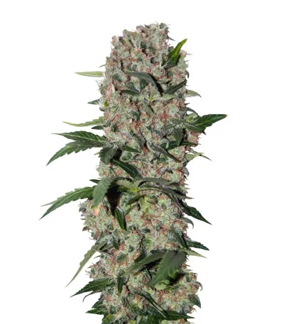 Papaya regular