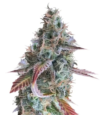 Raspberry Cough regular