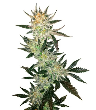 White Rhino regular