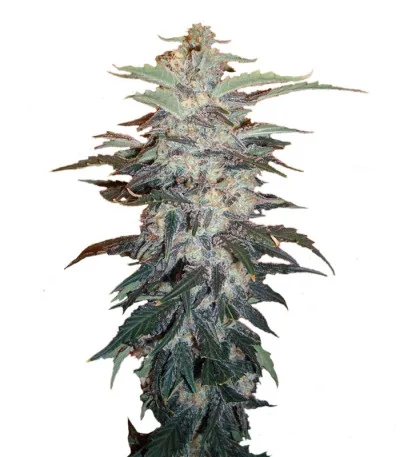 White Widow fem