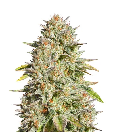 Gorilla Glue #4 fem