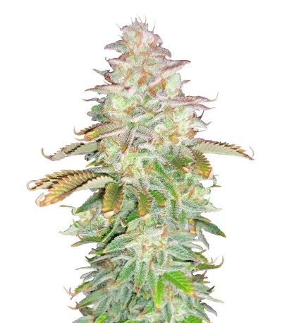 Jungle Lava fem