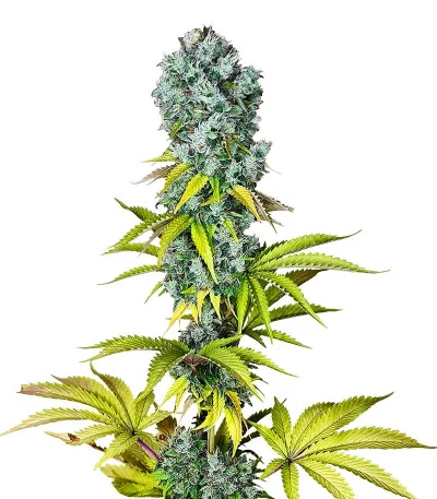 Pink Rozay fem