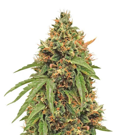 Purple Haze Auto fem