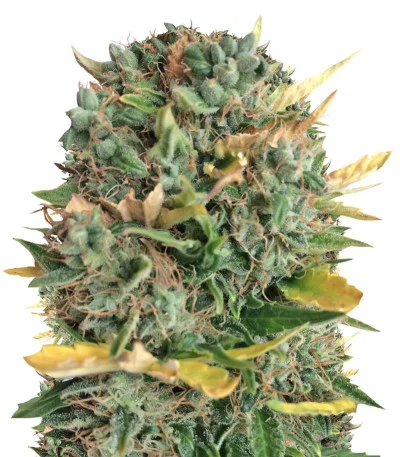 Alpujarrena Auto fem