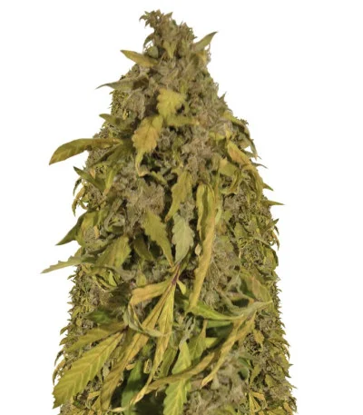 Amnesia Gold Auto fem