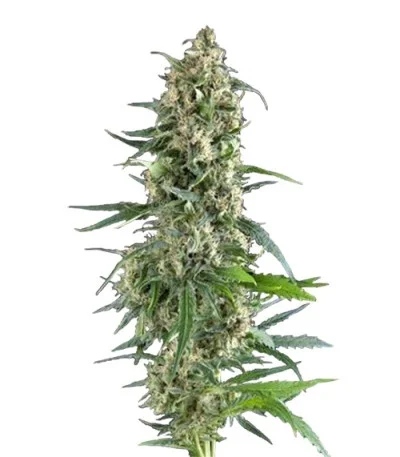 Amnesia Gold fem