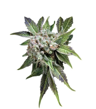 Blue Pyramid fem