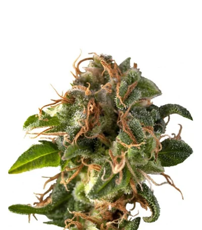 Fresh Candy Auto fem