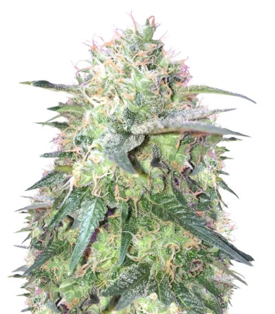 Fresh Candy fem