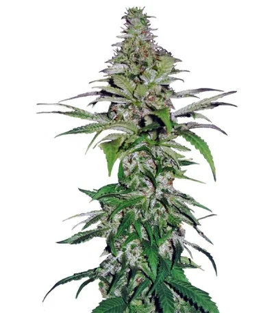 Northern Lights fem