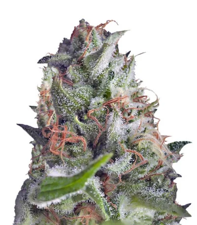 Shark Auto fem