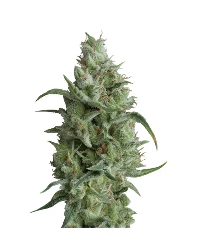 Super OG Kush fem