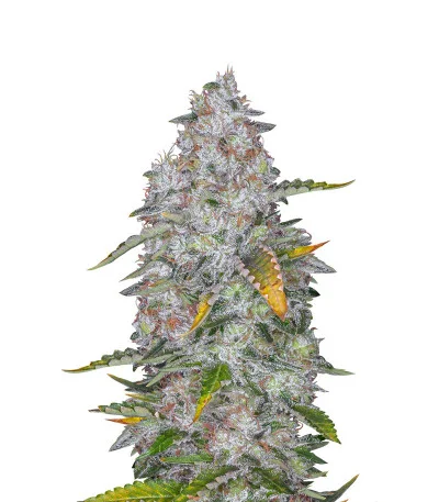 Tutankhamon fem