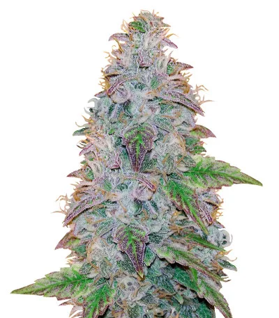 Watermelon Zkittlez fem