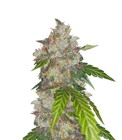 White Widow Auto fem