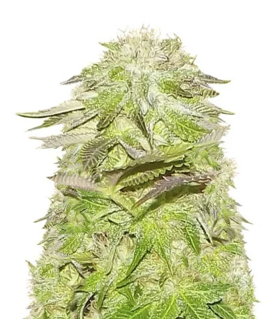 White Widow fem
