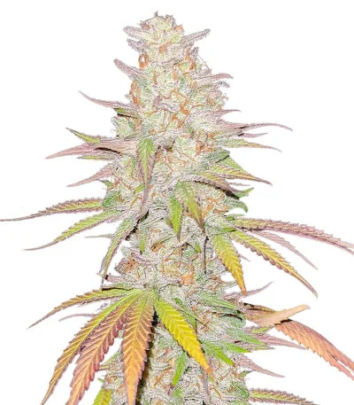 Afghan Kush fem