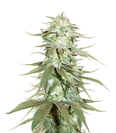 Blueberry X fem