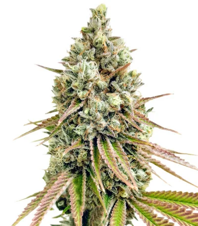 Bruce Banner fem