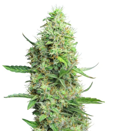Easy Peasy Auto fem