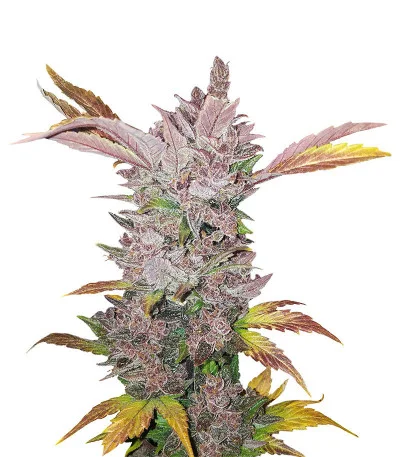 LSD Auto fem