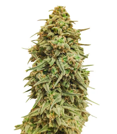 Wedding Cake Auto fem