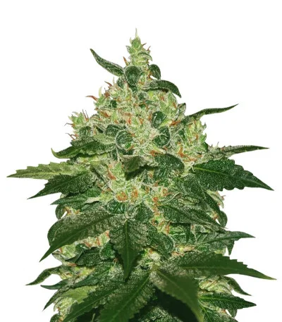 Afghan Kush Reg