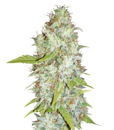 Afghan Kush X Skunk fem