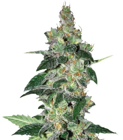 Amnesia fem