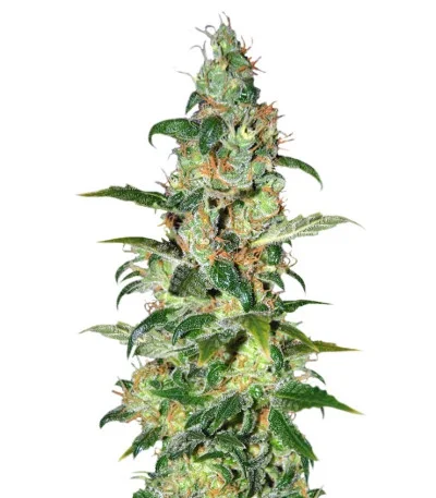 Chronic Haze fem